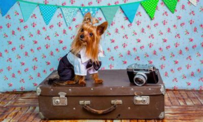 7 Tips on How to Travel Better with Your Dog
