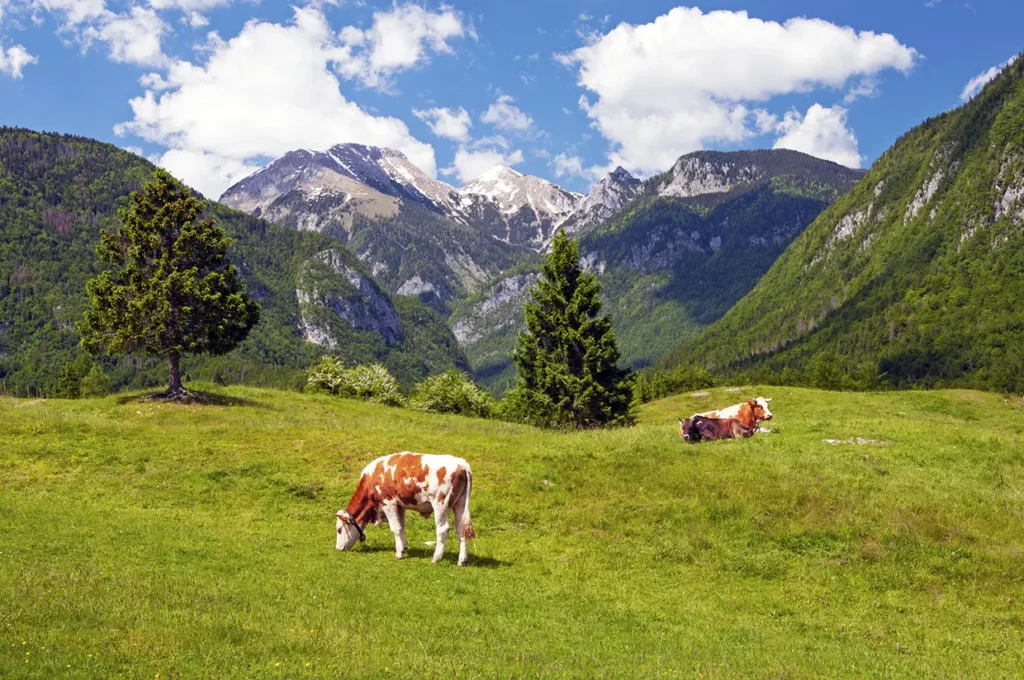 Bohinj
