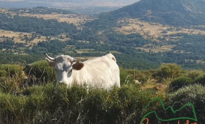 Our Rural refuge