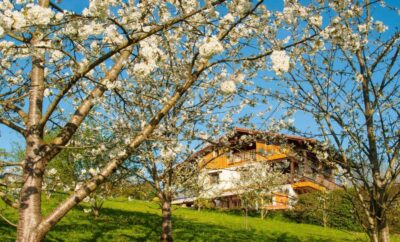 4 Bedroom (Sleeps 8) House in Basque Country